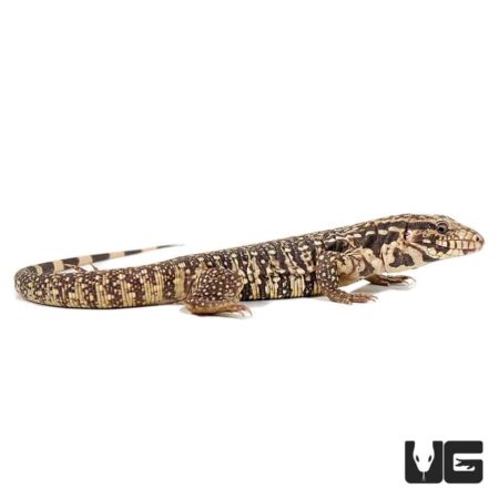 Baby Paraguayan Red Tegu For Sale - Underground Reptiles