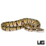 Baby Pastel Ball Pythons For Sale - Underground Reptiles