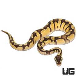 Baby Pastel Fire Het Axanthic Ball Python For Sale - Underground Reptiles