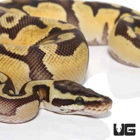 Baby Pastel Fire Het Axanthic Ball Python For Sale - Underground Reptiles