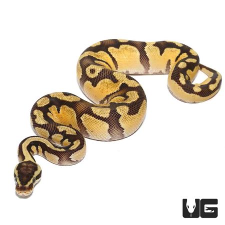 Baby Pastel Fire Het Axanthic Ball Python For Sale - Underground Reptiles