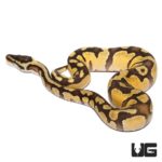 Baby Pastel Fire Het Axanthic Ball Python For Sale - Underground Reptiles