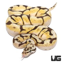 Baby Pastel Fire Spider Het Axanthic Ball Python For Sale - Underground Reptiles