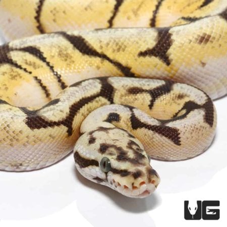 Ball Pythons For Sale - Underground Reptiles