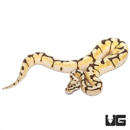 Baby Pastel Fire Spider Het Axanthic Ball Python For Sale - Underground Reptiles