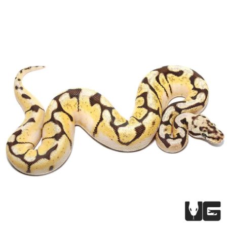 Baby Pastel Fire Spider Het Axanthic Ball Python For Sale - Underground Reptiles