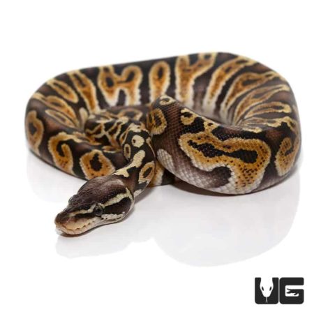 Baby Pastel GHI Ball Pythons For Sale - Underground Reptiles