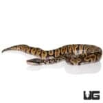 Baby Pastel GHI Ball Pythons For Sale - Underground Reptiles