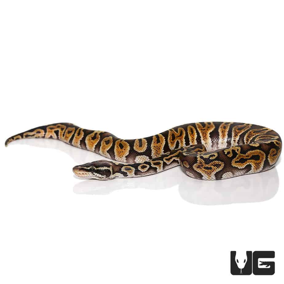 Ball Python Python Regius Coiled On Rock iPhone 12 Mini Case by