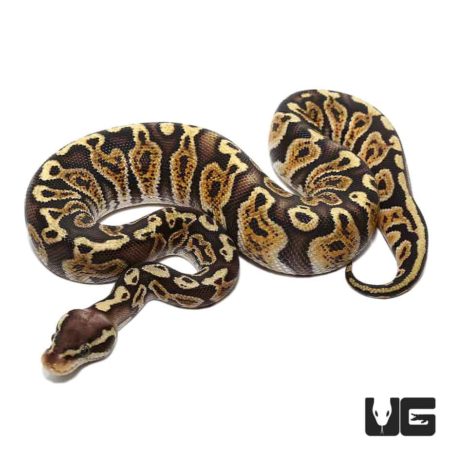 Baby Pastel GHI Ball Pythons For Sale - Underground Reptiles