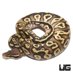 Baby Pastel Mojave Yellowbelly Ball Python For Sale - Underground Reptiles