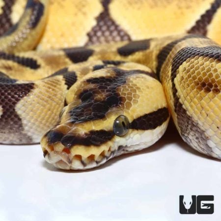 Baby Pastel Super Enchi Het Albino Ball Python For Sale - Underground Reptiles
