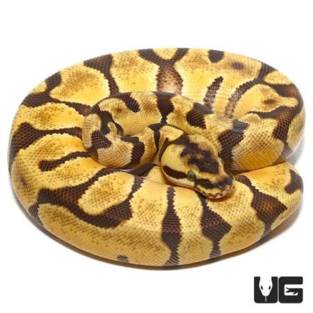 Baby Pastel Super Enchi Het Albino Ball Python For Sale - Underground Reptiles