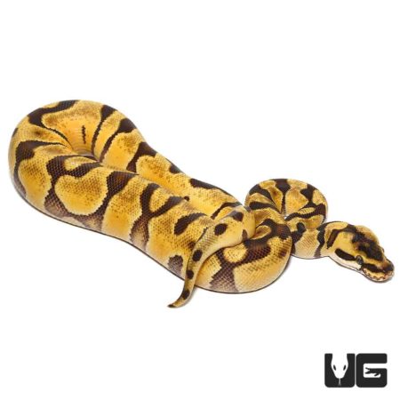 Baby Pastel Super Enchi Het Albino Ball Python For Sale - Underground Reptiles