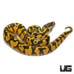 Baby Pastel Yellowbelly Ball Python For Sale - Underground Reptiles
