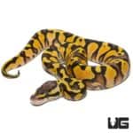 Baby Pastel Yellowbelly Ball Python For Sale - Underground Reptiles