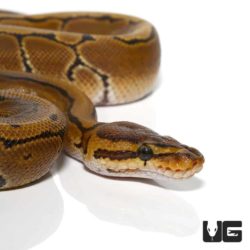 Baby Pinstripe Ball Python For Sale - Underground Reptiles