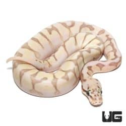 Baby Queenbee Ball Python For Sale - Underground Reptiles