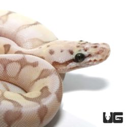 Baby Queenbee Ball Python For Sale - Underground Reptiles