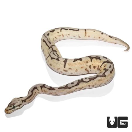 Baby Ball Pythons For Sale - Underground Reptiles