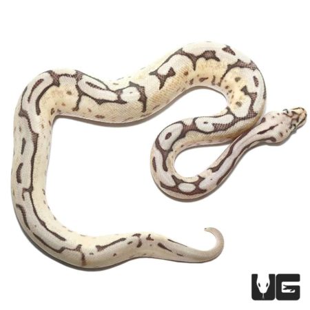 Spider Pastel Ball Python For Sale - Underground Reptiles
