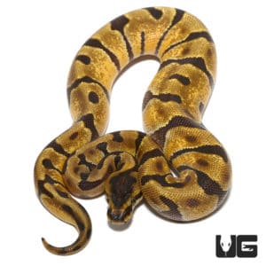 Ball Pythons For Sale - Underground Reptiles