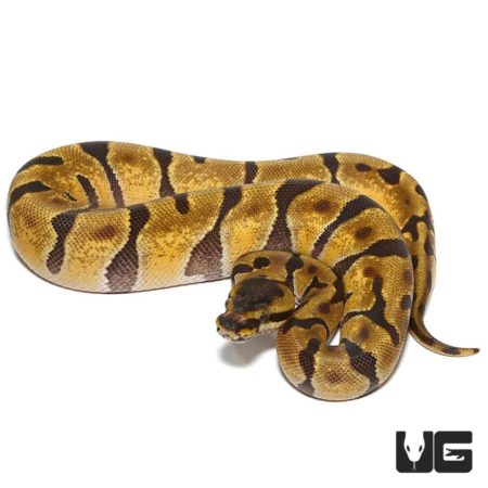 Baby Super Enchi Het Albino Ball Python For Sale - Underground Reptiles