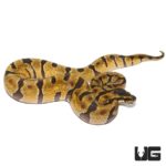 Baby Super Enchi Het Albino Ball Python For Sale - Underground Reptiles