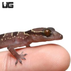 Banded Leaf Toe Geckos For Sale - Underground Reptiles