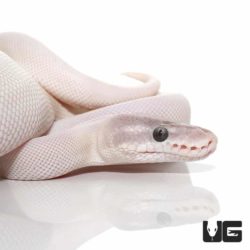 Blue Eye Leucistic Super Mojave Ball Pythons For Sale - Underground Reptiles