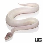 Blue Eye Leucistic Super Mojave Ball Pythons For Sale - Underground Reptiles