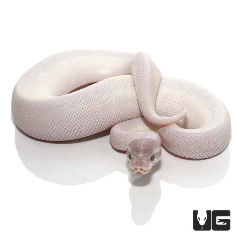 Baby Blue Eye Leucistic Ball Python For Sale - Underground Reptiles