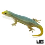 Cameroon Dwarf Geckos For Sale - Underground Reptiles