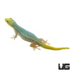 Cameroon Dwarf Geckos For Sale - Underground Reptiles