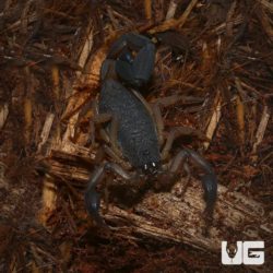 Central American Bark Scorpion For sale - Underground Reptiles