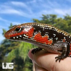 High Red Fire Skinks For Sale - Underground Reptiles