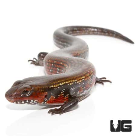 High Red Fire Skinks For Sale - Underground Reptiles