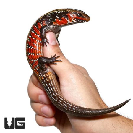 High Red Fire Skinks For Sale - Underground Reptiles