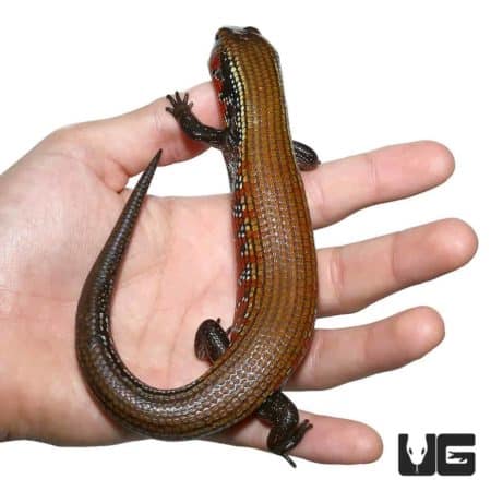 High Red Fire Skinks For Sale - Underground Reptiles