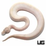Ivory Ball Python For Sale - Underground Reptiles