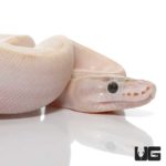 Ivory Ball Python For Sale - Underground Reptiles