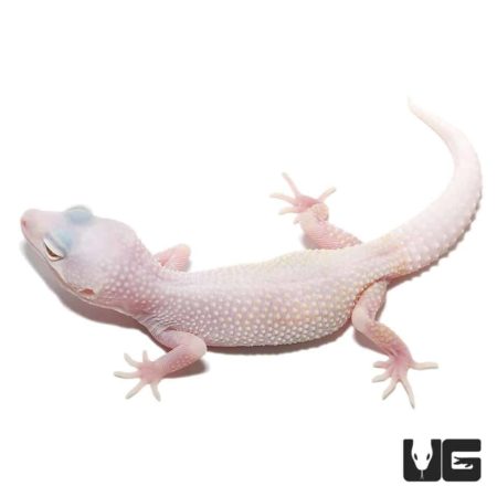 Juvenile Blazing Blizzard Leopard Geckos For Sale - Underground Reptiles