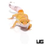 Juvenile Hypo Designer Leopard Geckos For Sale - Underground Reptiles