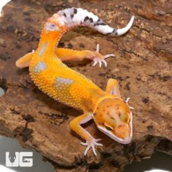 Juvenile Jungle Designer Leopard Geckos For Sale - Underground Reptiles