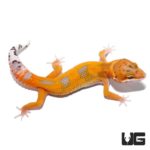 Juvenile Jungle Designer Leopard Geckos For Sale - Underground Reptiles