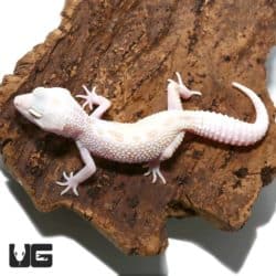 Juvenile Mack Snow Albino Leucistic Leopard Geckos For Sale - Underground Reptiles