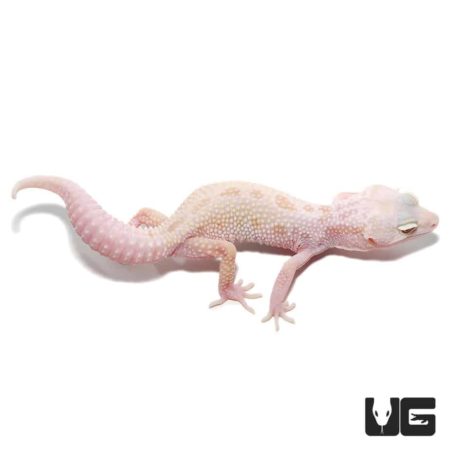 Juvenile Mack Snow Albino Leucistic Leopard Geckos For Sale - Underground Reptiles