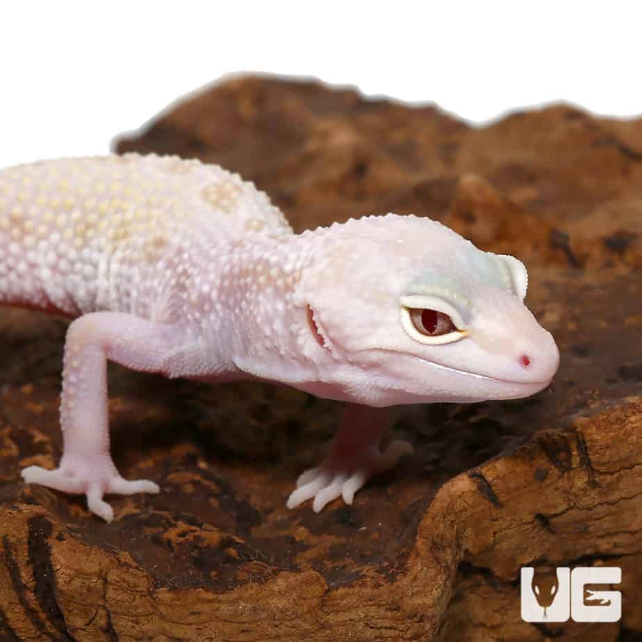 Juvenile Mack Snow Albino Leucistic Leopard Geckos (Eublepharis ...