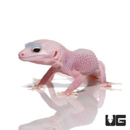 Juvenile Mack Super Snow Albino Leucistic Leopard Geckos For Sale - Underground Reptiles