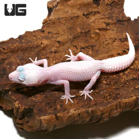Albino Leucistic Leopard Gecko on wood surface.